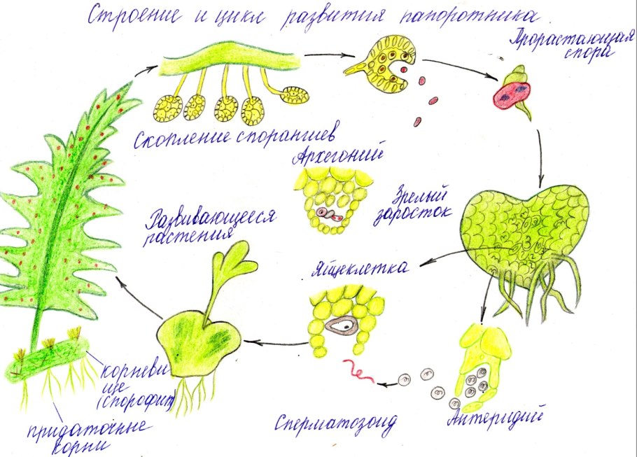 Цикл развития папоротника полиподиума