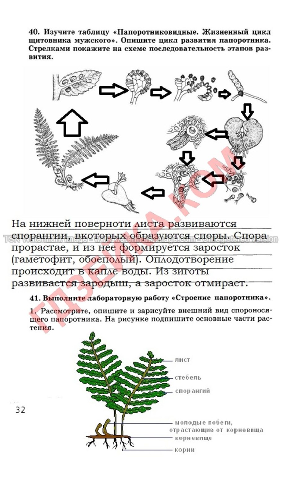 Папоротник Щитовник корневище