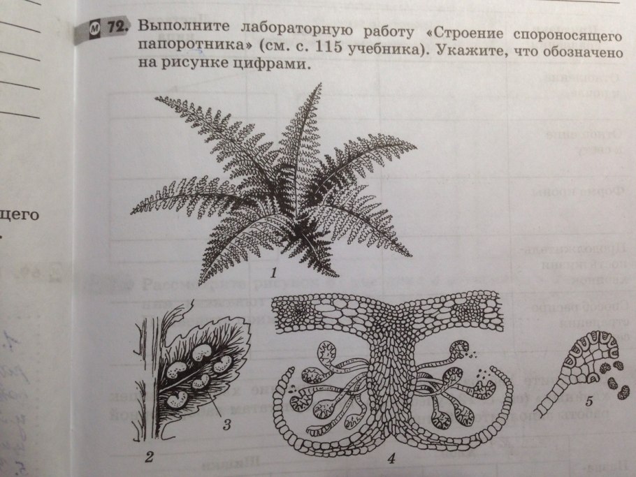 Жизненный цикл папоротнкасхема