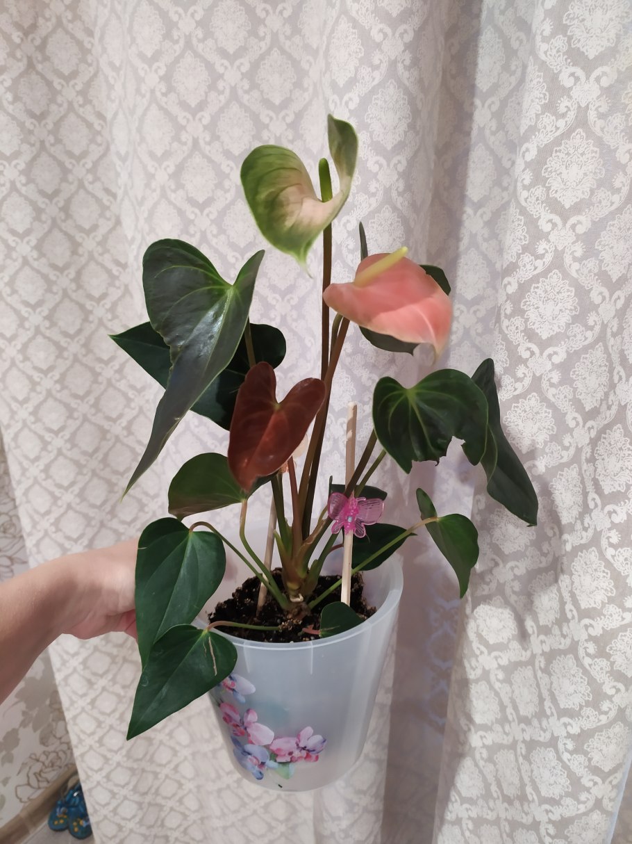 Антуриум Рейнбоу чемпион