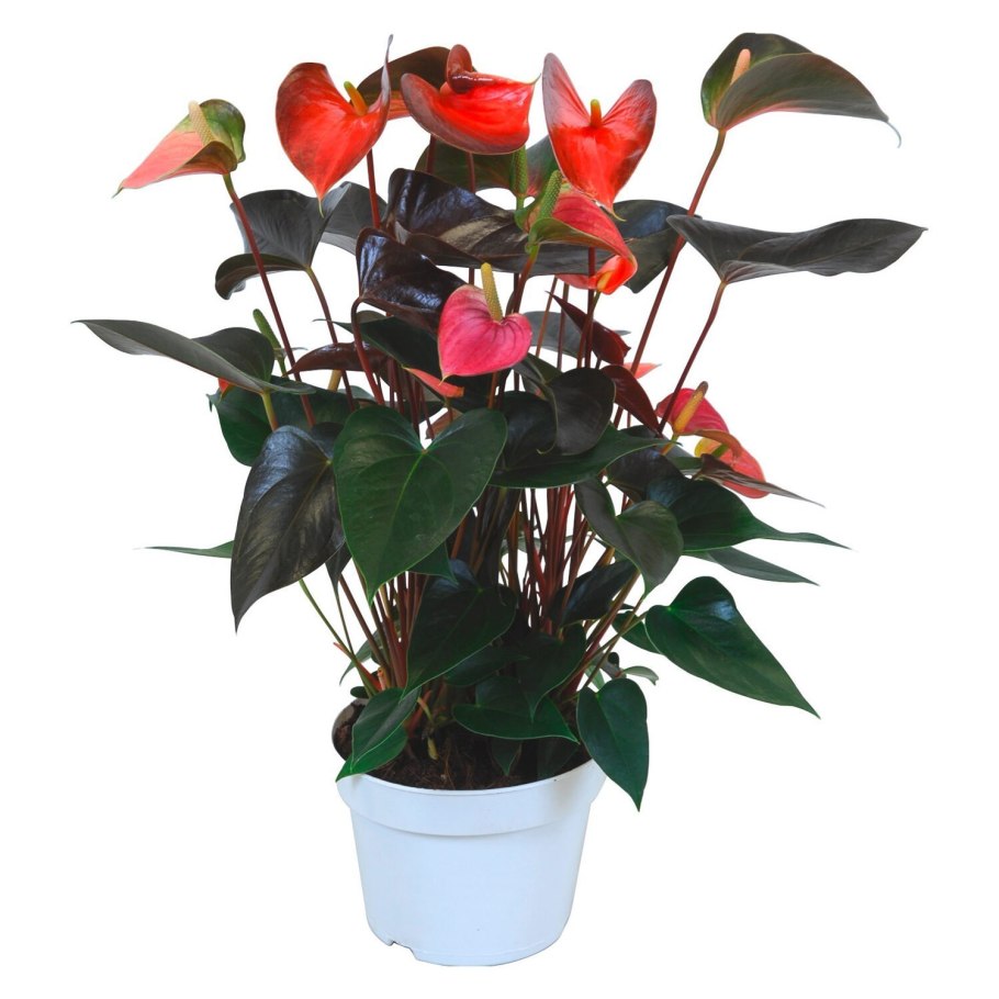 Антуриум Андрианум Рейнбоу чемпион