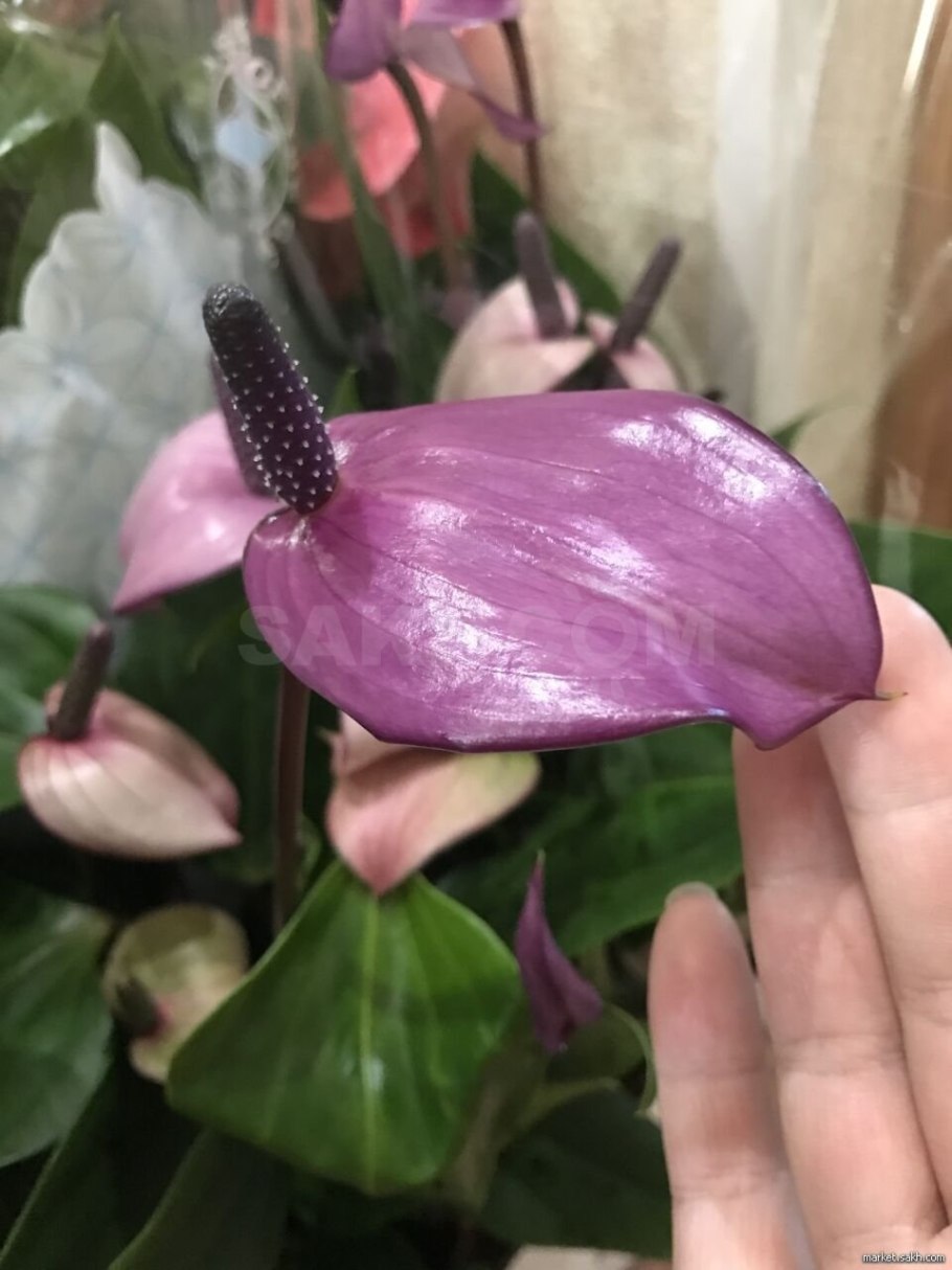 Антуриум Раймонд чемпион