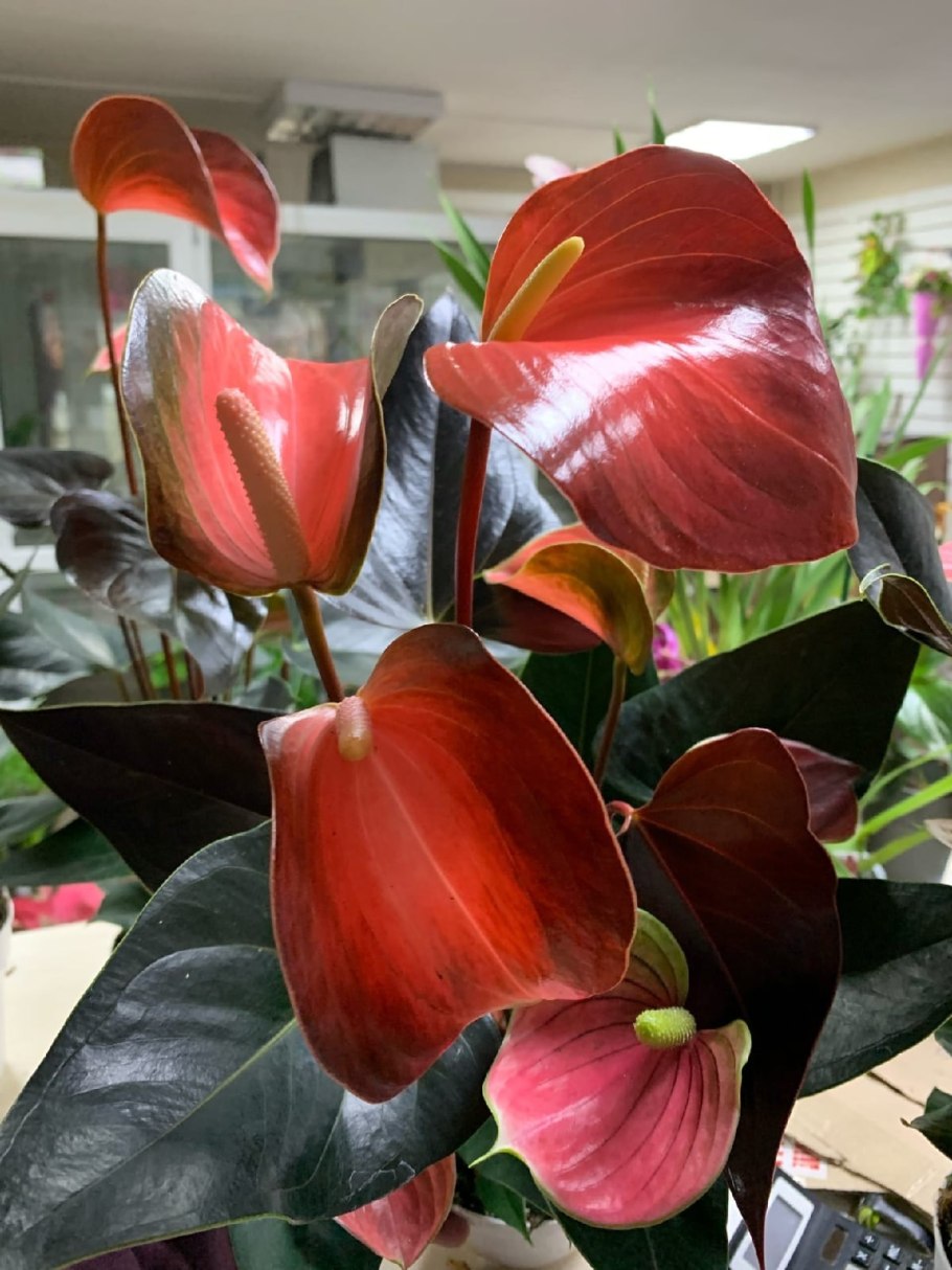 Антуриум Радужный чемпион