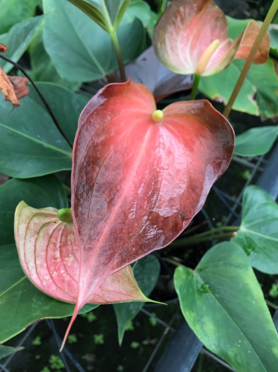 Антуриум Динамит ред (Anthurium Dynamite Red)