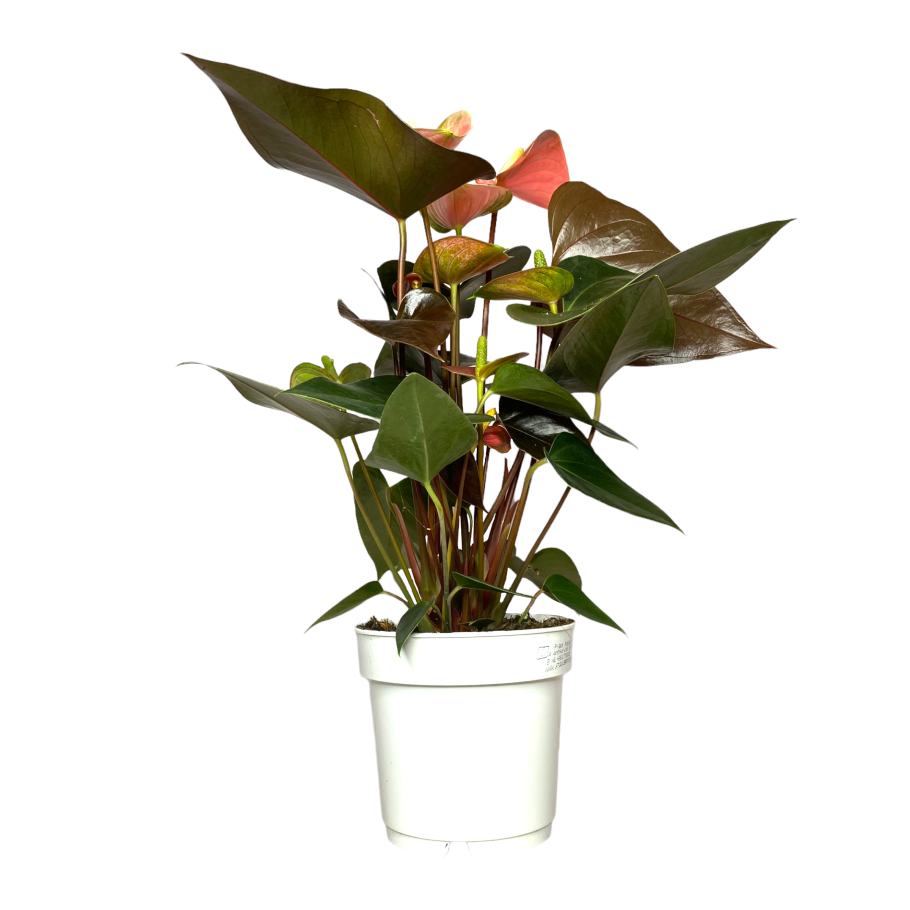 Антуриум Андрианум Рейнбоу чемпион