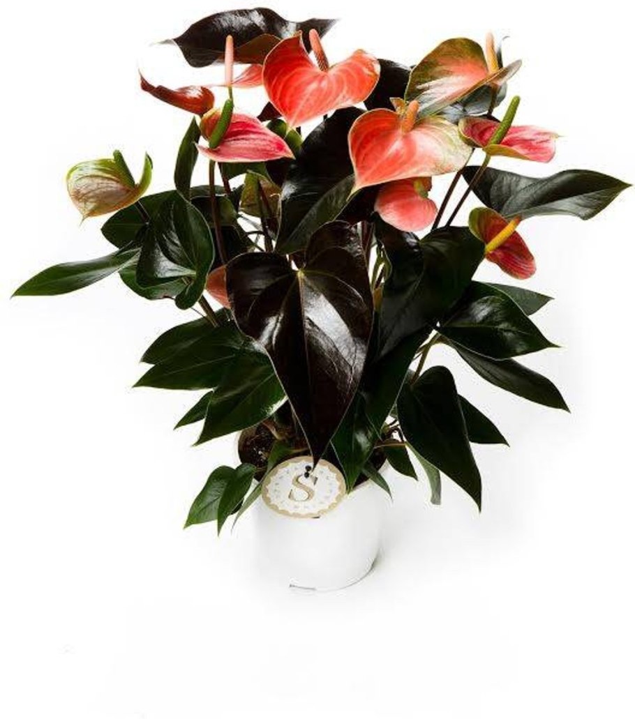 Антуриум Андре