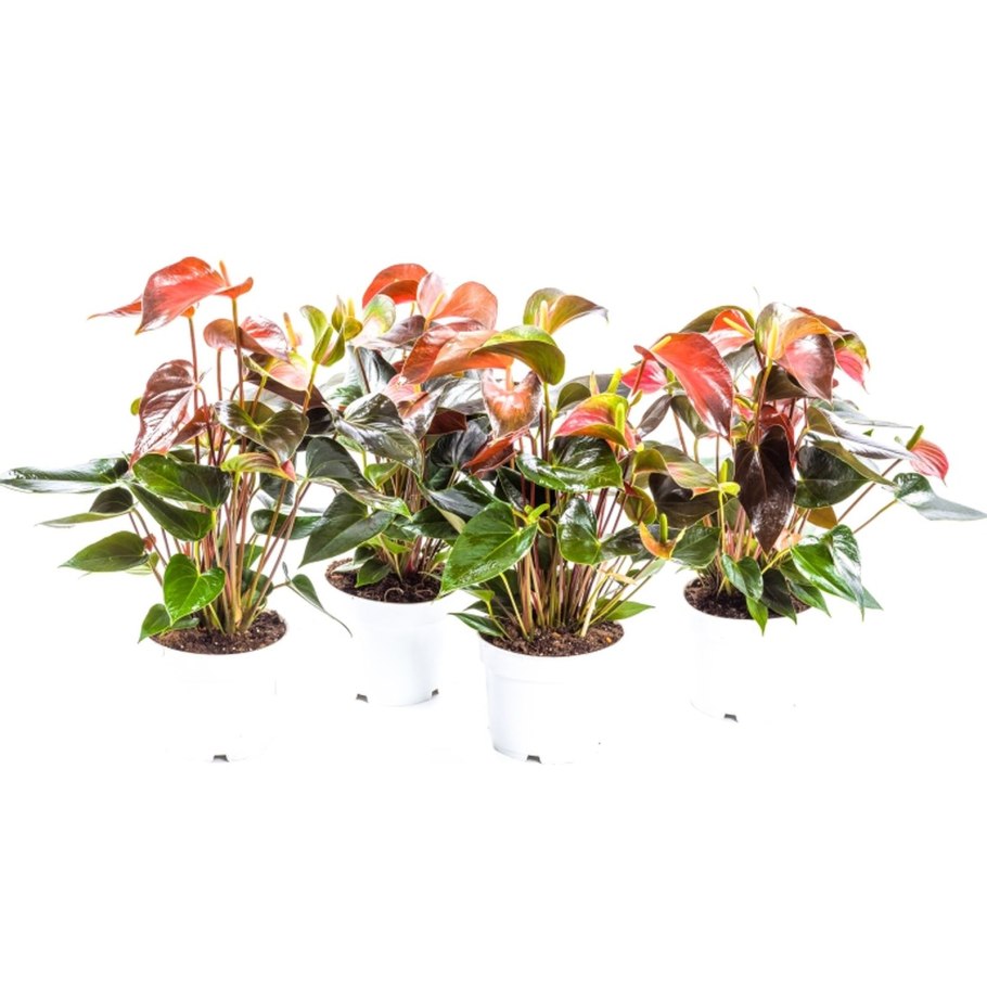 Антуриум Rainbow Champion