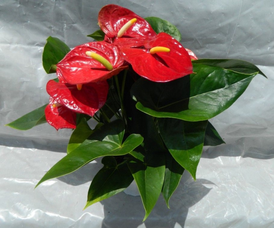 Антуриум андре