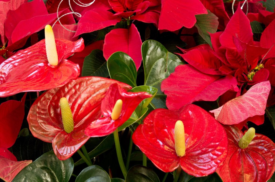 Цветок антуриум красный