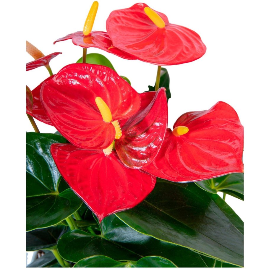 Антуриум джамбо Блэк