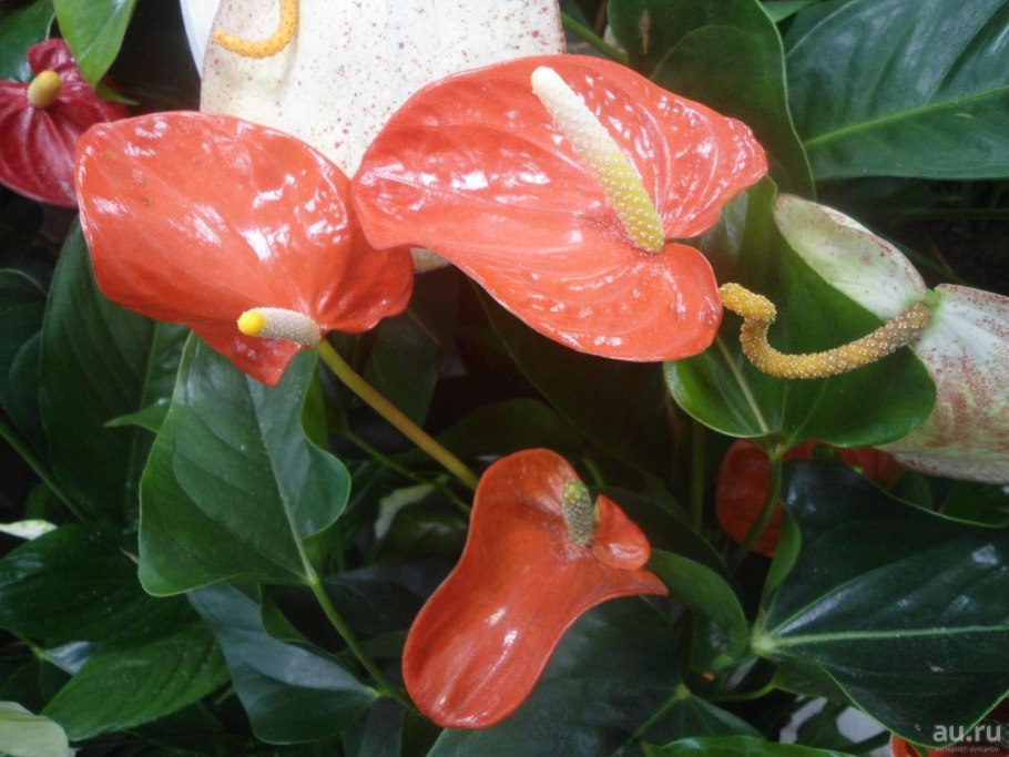 Антуриум Rainbow Champion