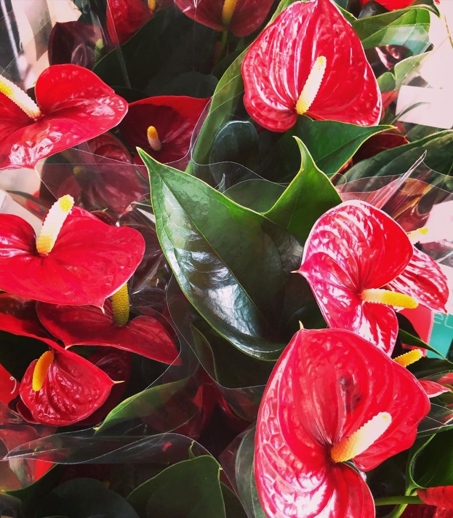 Антуриум Рейнбоу чемпион