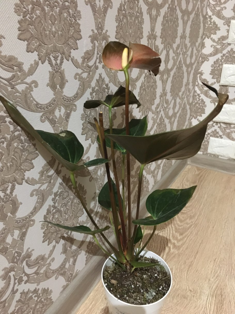 Антуриум Андрианум Рейнбоу чемпион