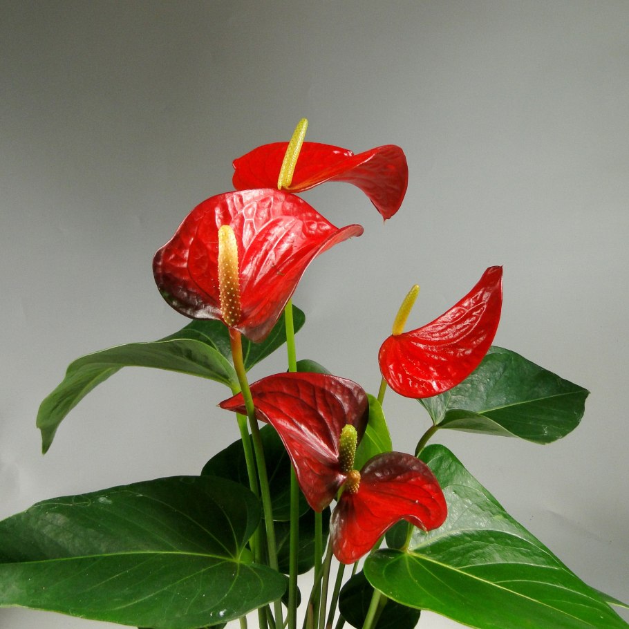 Антуриум Нанзия