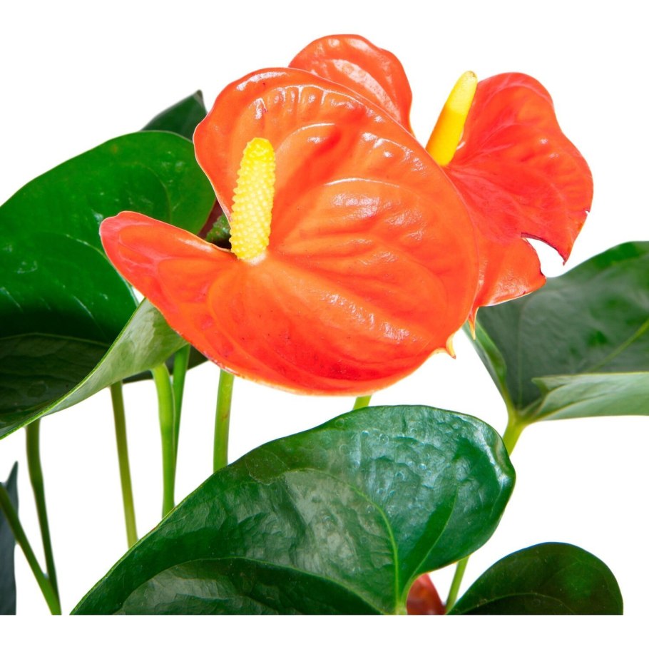 Антуриум Шерцера Линдси