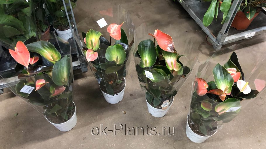 Антуриум Рейнбоу чемпион