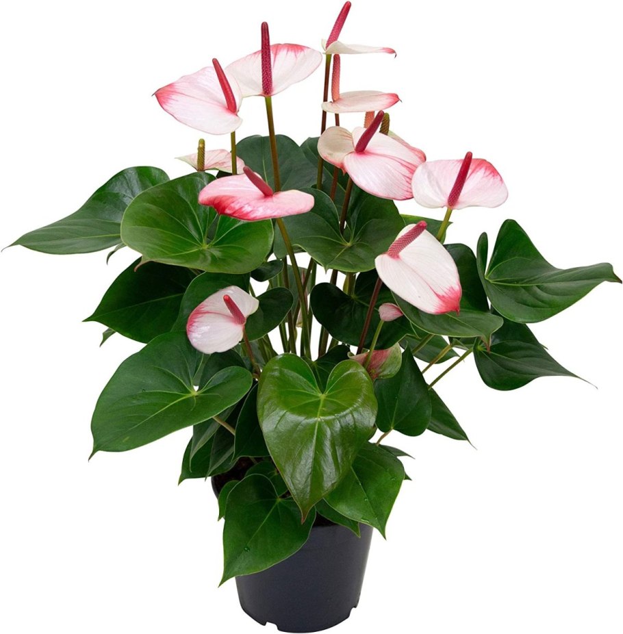 Антуриум Фламинго ред