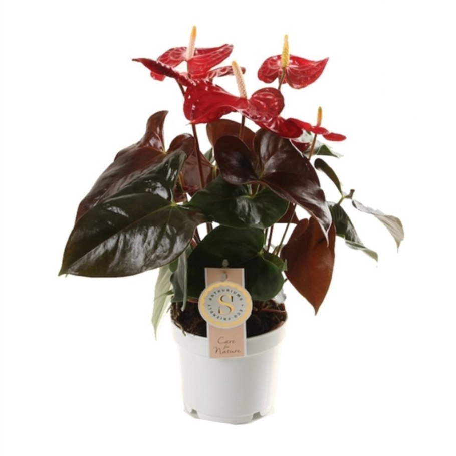 Антуриум Андре оранж