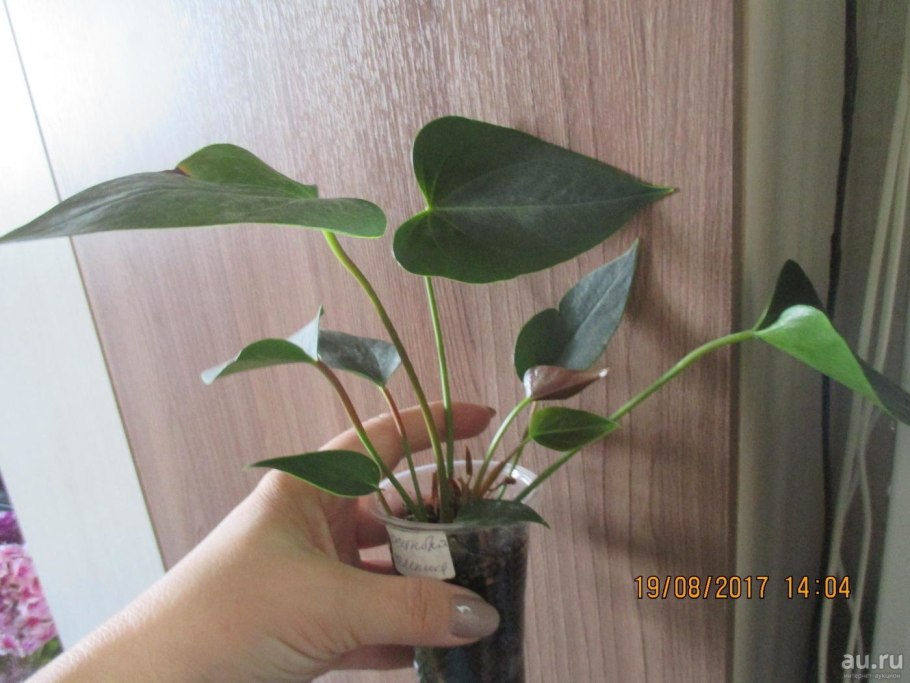 Антуриум Ротшильда