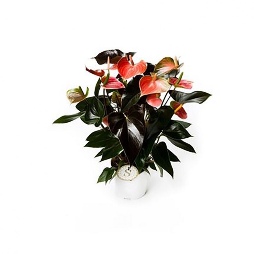 Рейнбоу чемпион