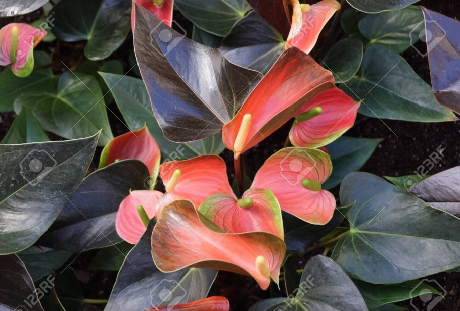 Антуриум Андрианум Пинк