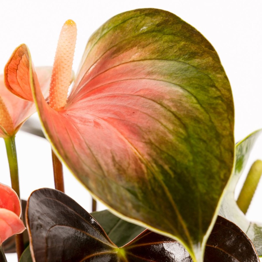 Антуриум Rainbow Champion