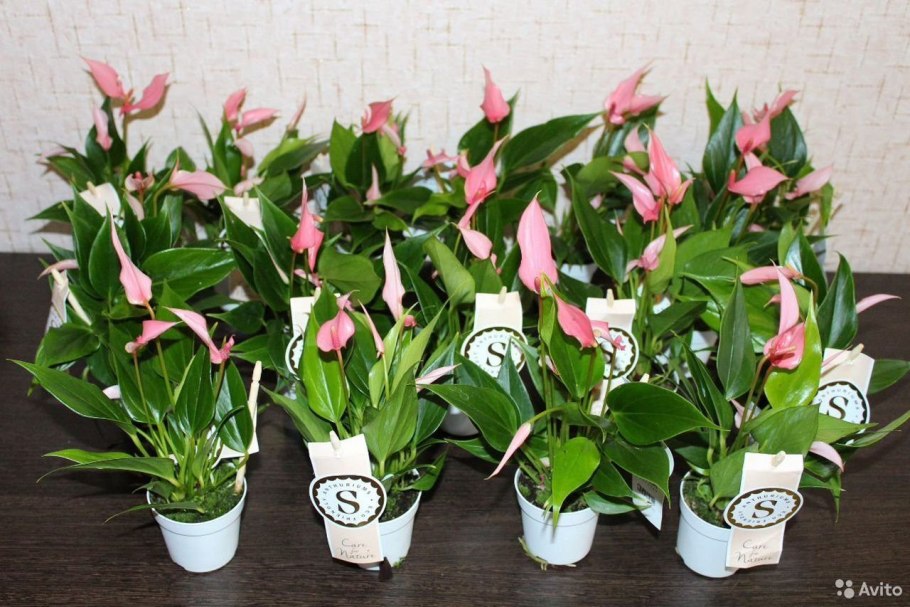 Антуриум Андрианум Рейнбоу чемпион