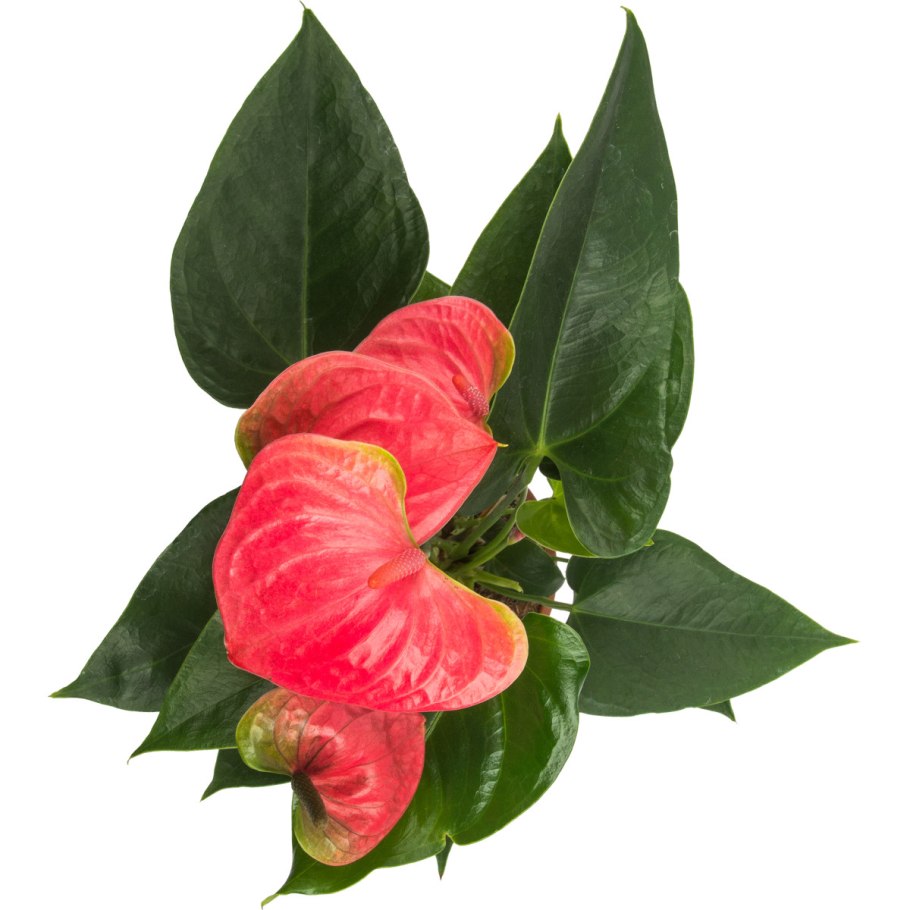 Антуриум Arisa Pink