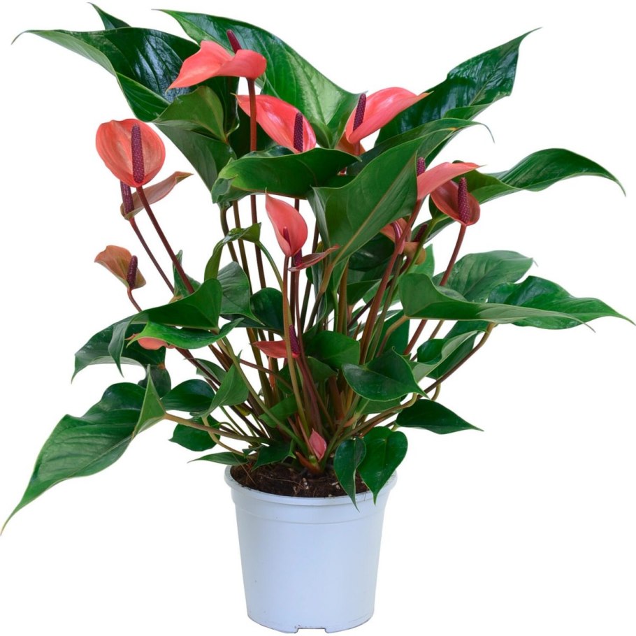 Антуриум Андре Гавайи