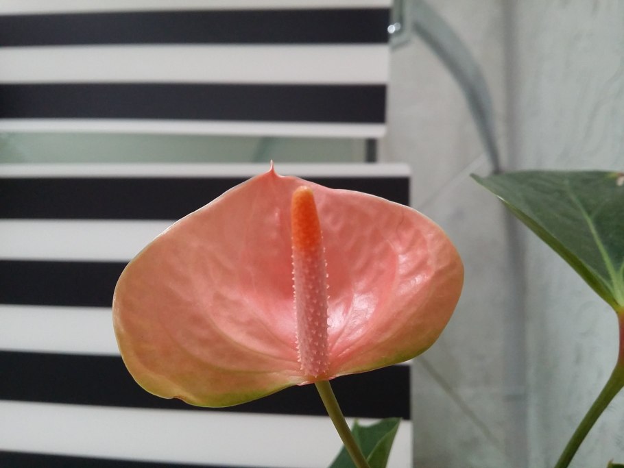 Антуриум Арион описание