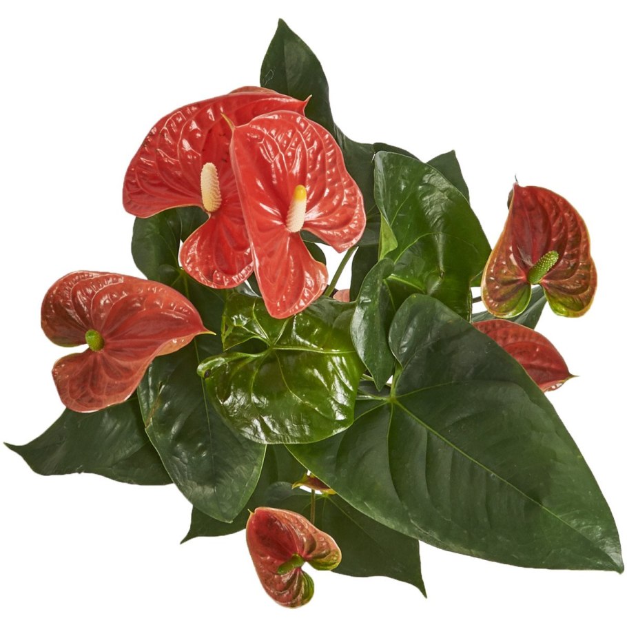 Антуриум арроу