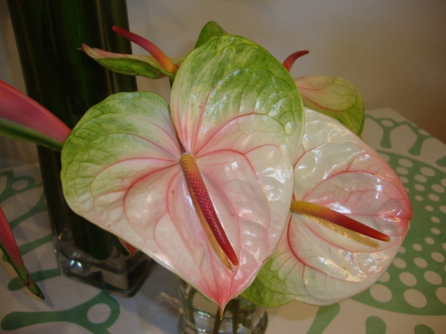 Антуриум Sierra Magic