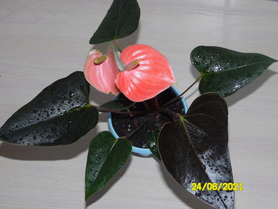 Антуриум Рейнбоу чемпион высота взрослого растения