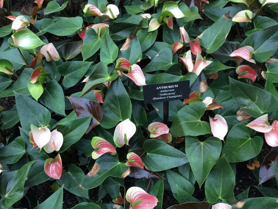 Антуриум Адиос Салмон