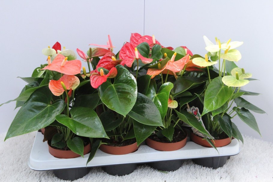 Родина антуриума комнатного растения