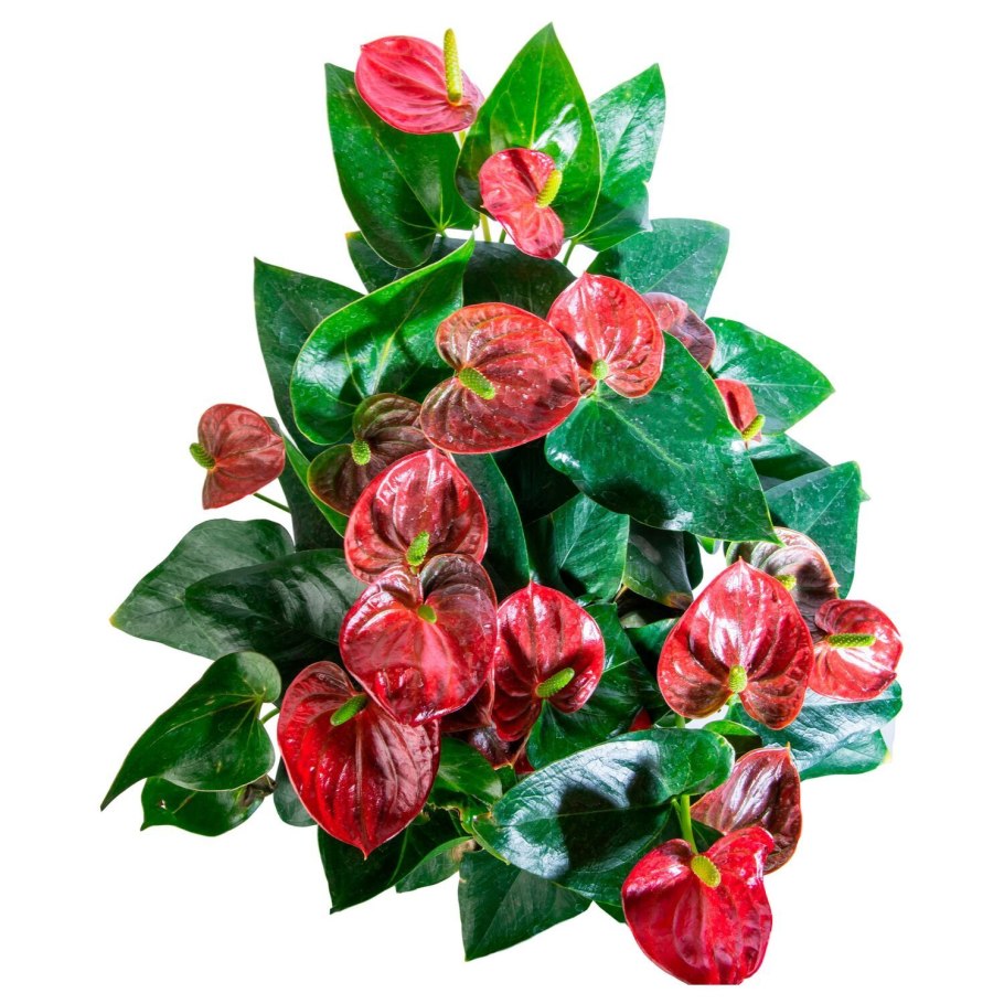 Антуриум Амалия хот Липс