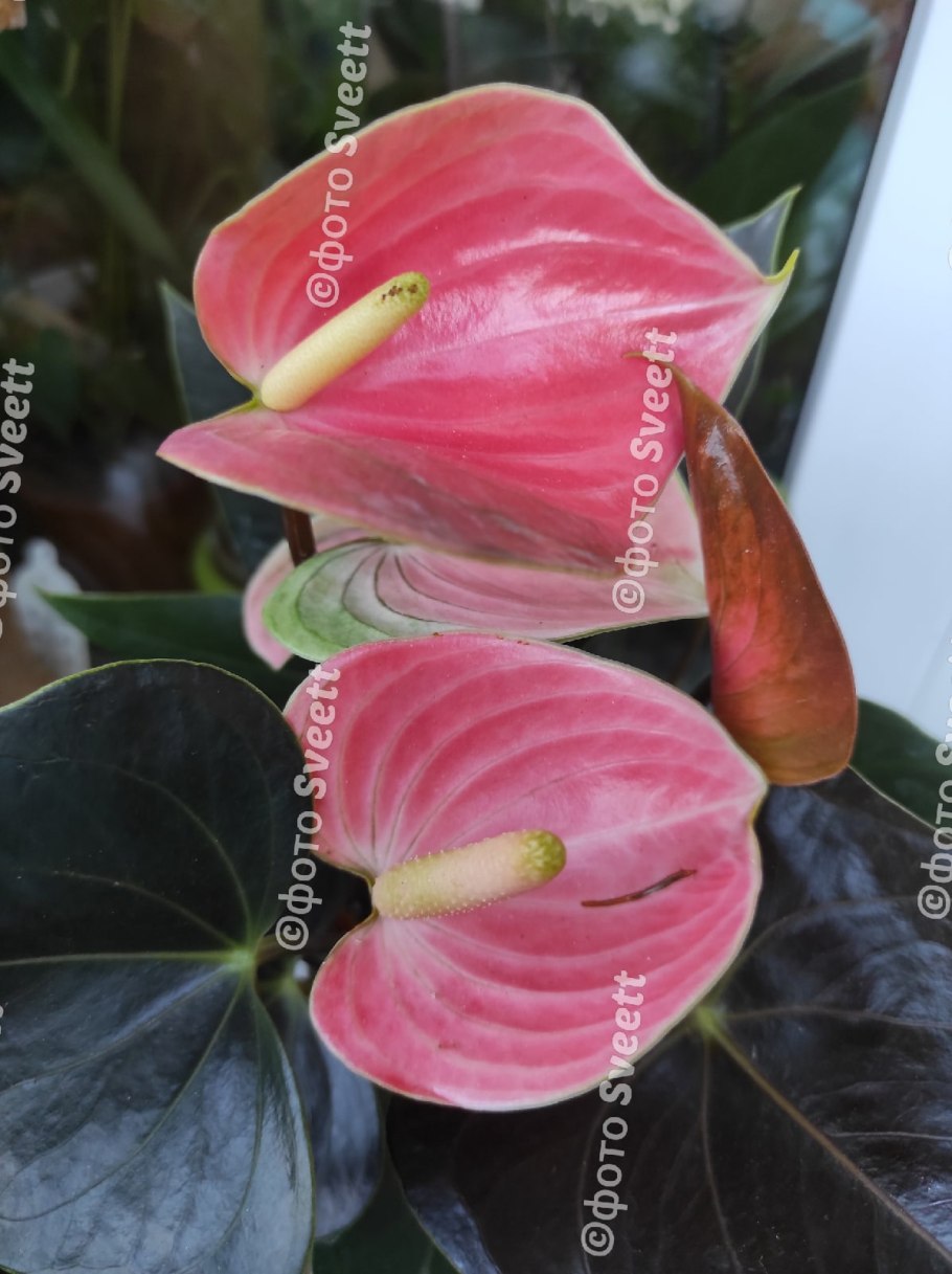 Антуриум величественный