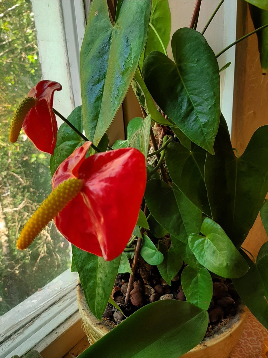 Антуриум цветок