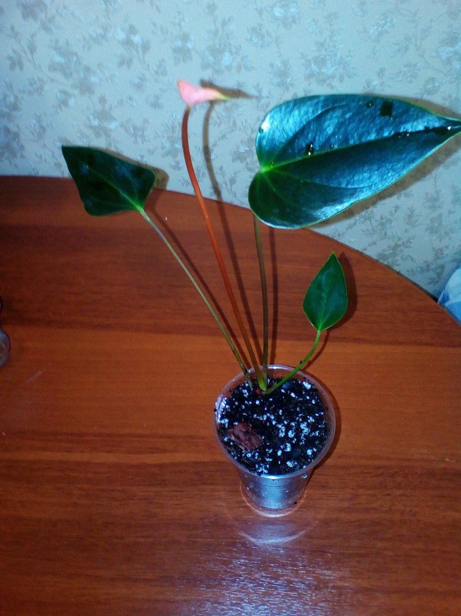 Антуриум принцесса Виола