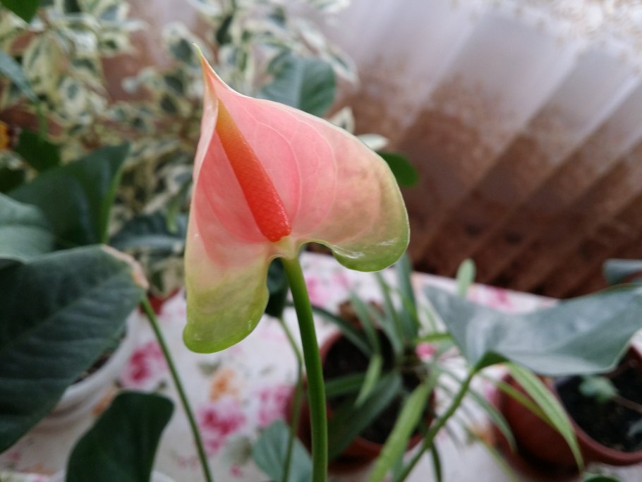 Антуриум Рейнбоу Пинк