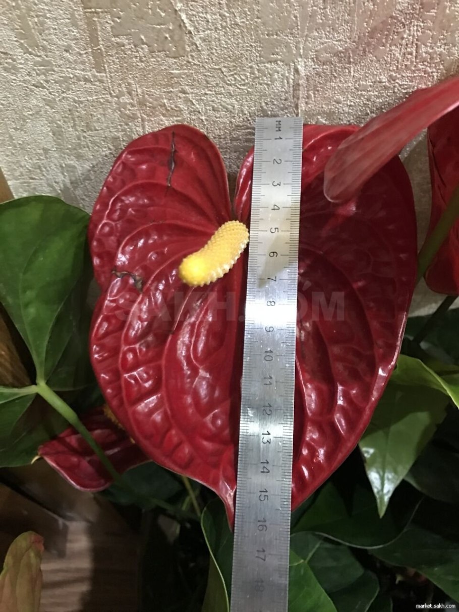 Антуриум Андрианум Колорадо