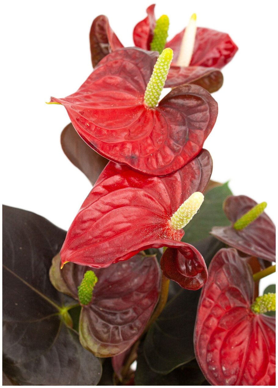 Антуриум Андре