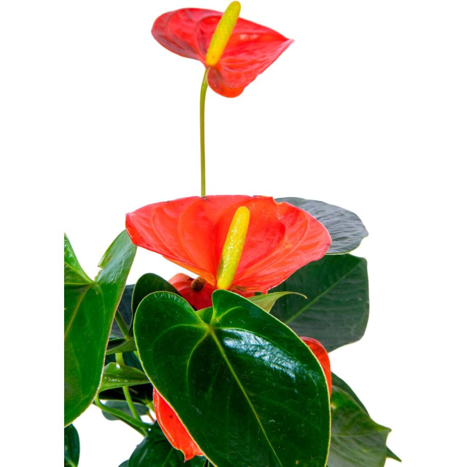 Антуриум спирит