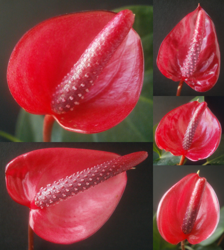 Антуриум Антедезия Пинк