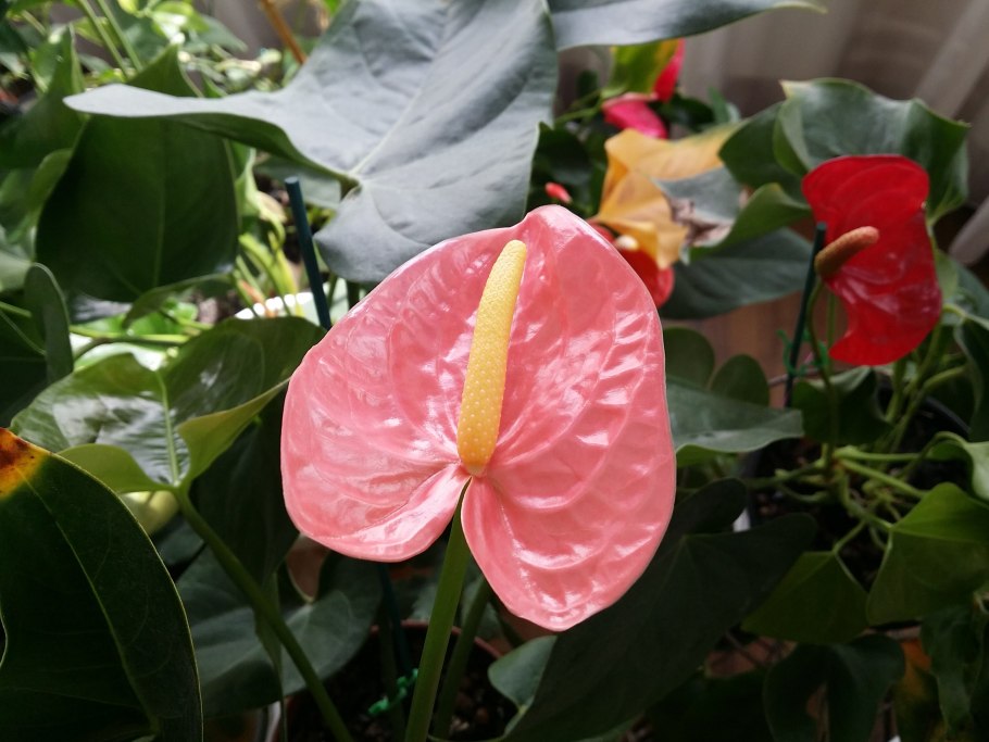 Антуриум Андре Фламинго