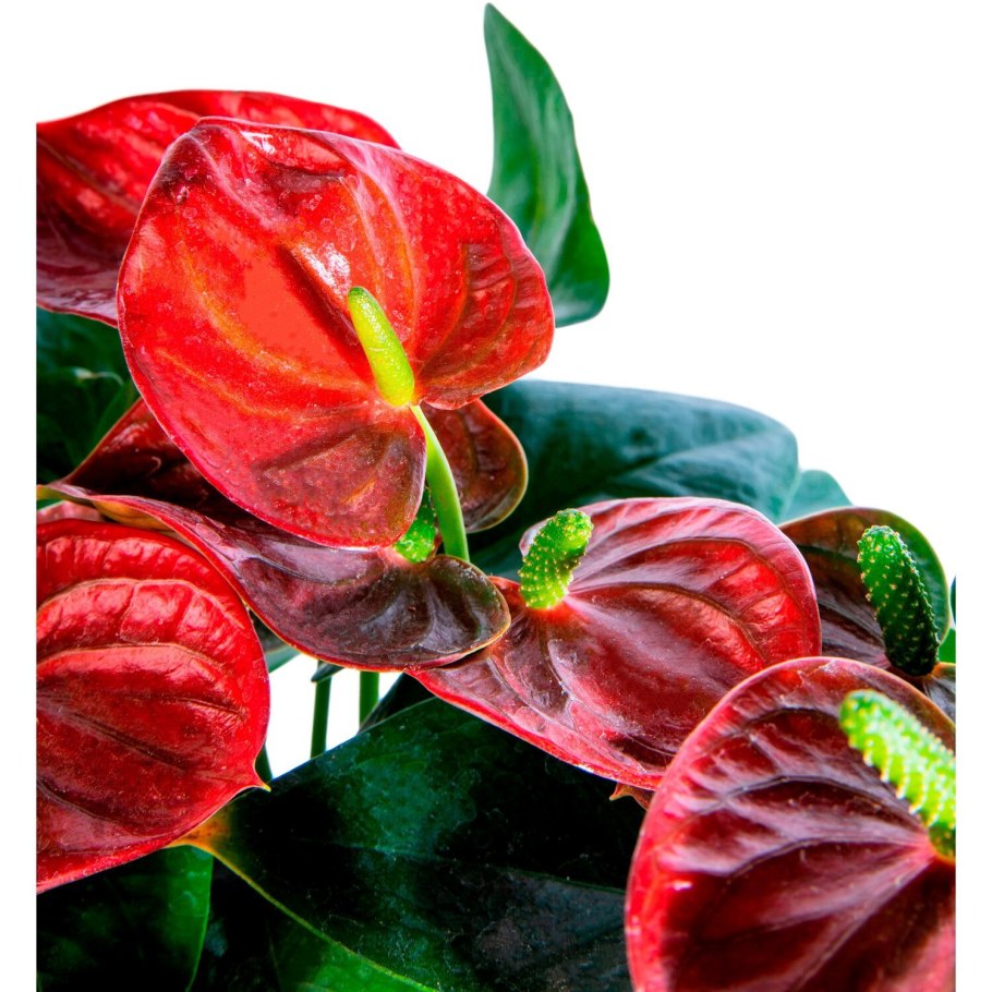 Антуриум адиос шоколад