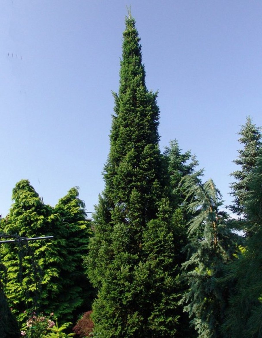 Ель обыкновенная (Picea Abies "Cupressina")*