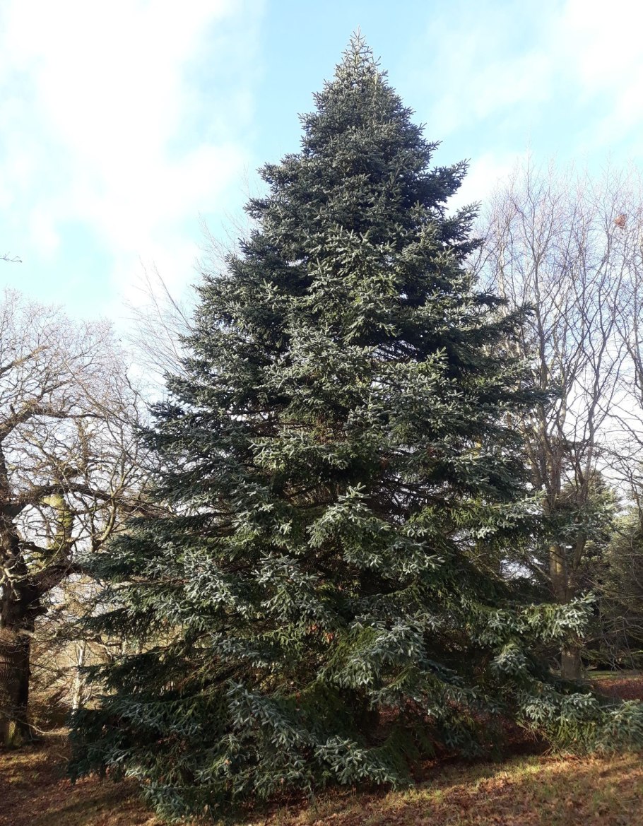 Abies Alba pyramidalis