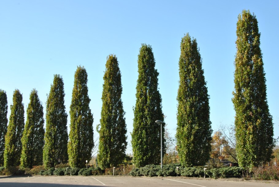 Пихта одноцветная Abies concolor