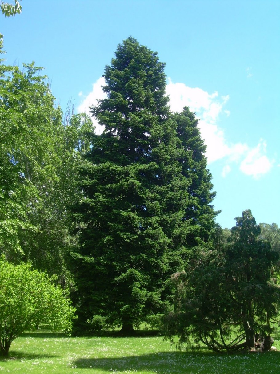 Ель обыкновенная Купрессина Picea Abies Cupressina